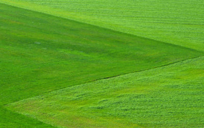 The Grass Can Be Greener on Your Side of the Fence with Hydroseeding Services