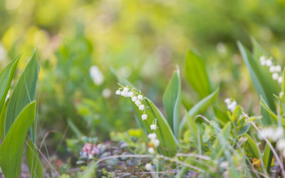 7 Telltale Signs You Need Hydroseeding